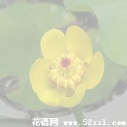 宁波海曙萍蓬草的花语