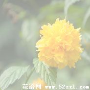 宁波海曙棣棠花的花语