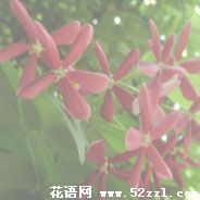 宁波海曙使君子（留球子）的花语