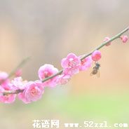 宁波海曙梅花的花语