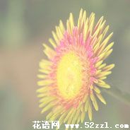 宁波海曙白日菊的花语