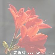 宁波海曙火花兰的花语