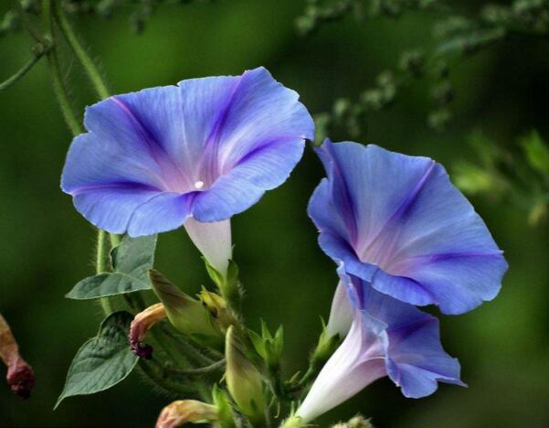 宁波海曙牵牛花花语