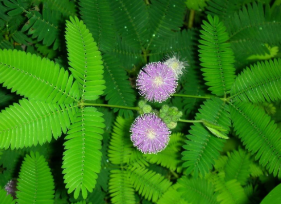 宁波海曙含羞草花语与传说故事