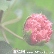 宁波海曙芙蓉花的花语