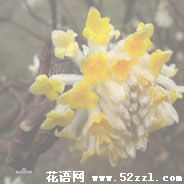 宁波海曙打结花（黄瑞香）的花语