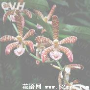 宁波海曙花蜘蛛兰的花语