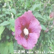 宁波海曙扶桑花的花语