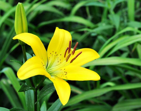 宁波海曙黄百合的花语是什么意思 财富与高贵