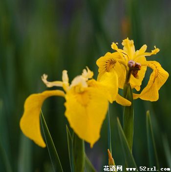 宁波海曙小鸢尾花（明黄色）的花语