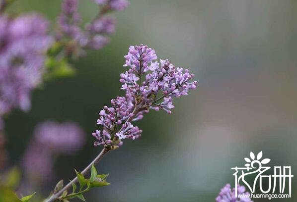 宁波海曙丁香花的花语是什么 纯洁的初恋