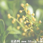 宁波海曙米兰花的花语