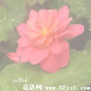 宁波海曙待宵花的花语