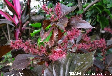 宁波海曙红桑花（铁苋菜）的花语