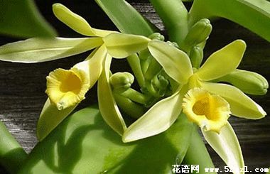 宁波海曙香子兰（香荚兰）的花语