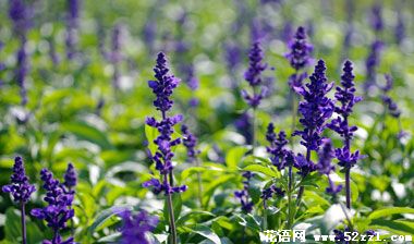 宁波海曙鼠尾草的花语