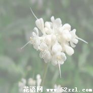 宁波海曙杜若花的花语