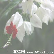 宁波海曙龙吐珠的花语