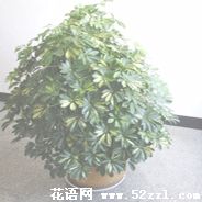 宁波海曙鹅掌柴的花语