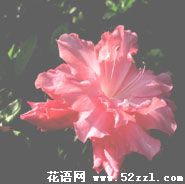 宁波海曙杜鹃花的花语