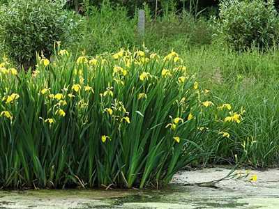 宁波海曙菖蒲花的花语