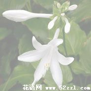 宁波海曙晚香玉（夜来香）的花语