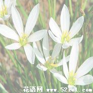 宁波海曙葱兰的花语