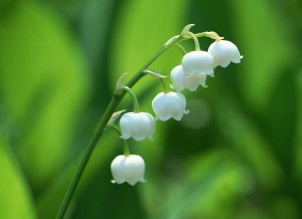 宁波海曙铃兰花花语