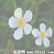 宁波海曙银莲花的花语