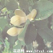 宁波海曙优昙花（山玉兰）的花语